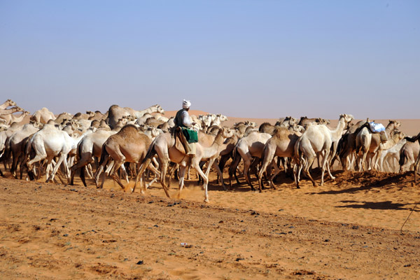 Herd of camels in the Libyan Desert, Sudan