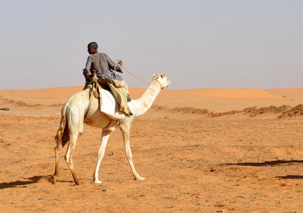Sudanese man on a camel