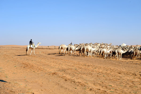 The herd is safely across the road