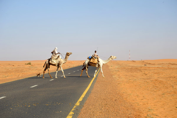A little dog is following the last two camels across