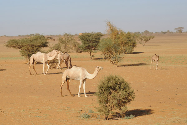 Camels near a small village along the Northern Highway