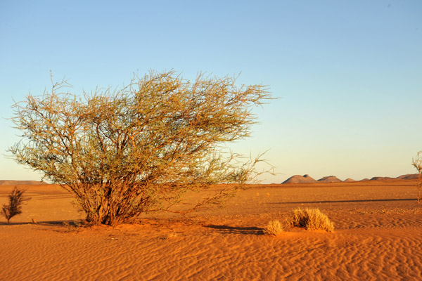 Desert shrubbery, Sudan