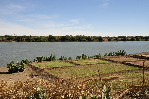 Small agricultural fields along the Nile, El Daba
