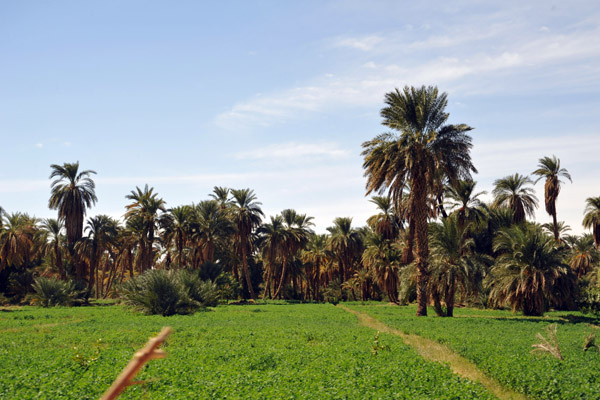 Green fields and palm trees on the banks of the Nile