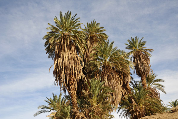 Palms along the Nile