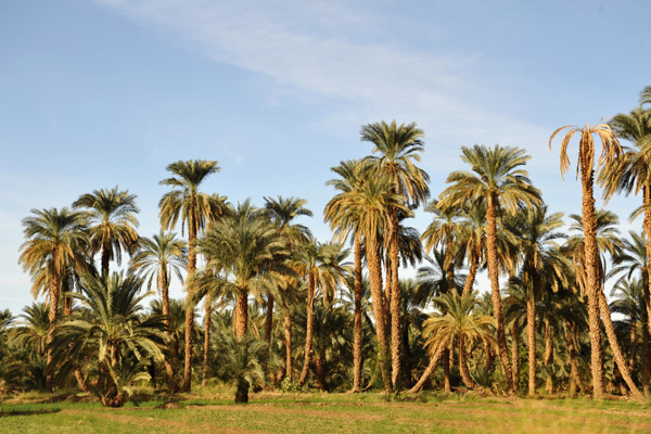 Palm trees on the west bank of the Nile, Old Dongola
