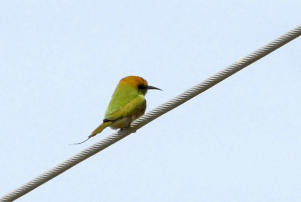 Green Bee-eater, Merops orientalis
