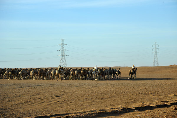 Herd of around 60 camels in line-abreast formation heading north to Egypt