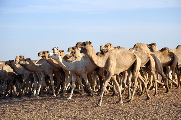 Camel herd, Nubia
