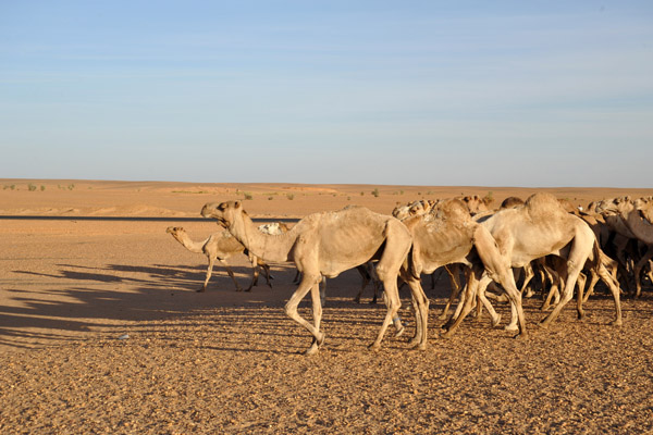 Camels in Nubia