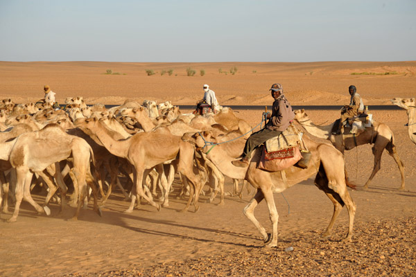 Camel herders checking us out