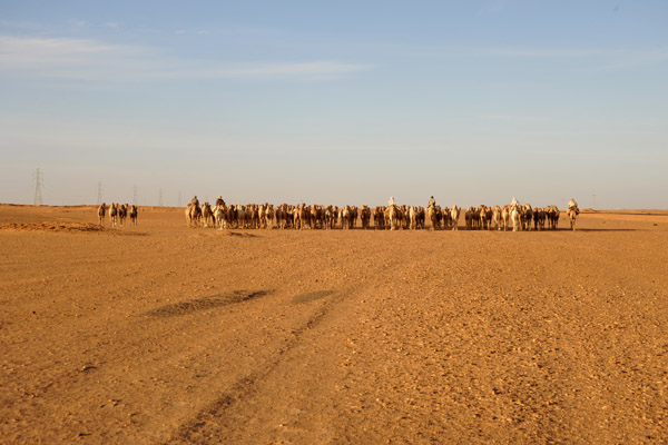 As we'll later find out, some of the camels don't survive the harsh trail