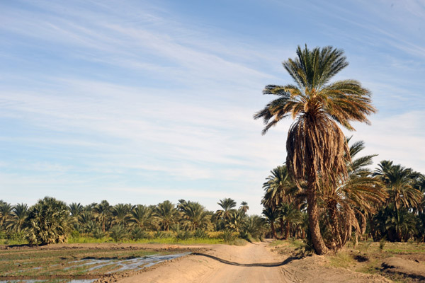 Timeless landscape along the Nile