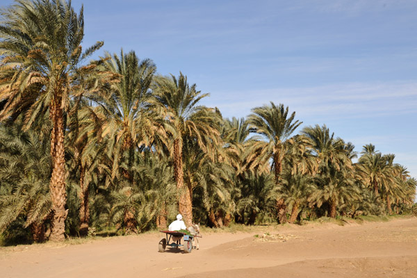 Donkey cart and palm trees, Kerma