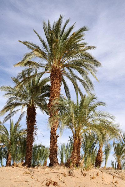 Palm Trees, Nubia