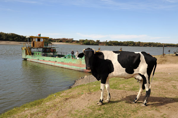 Cow waiting for the New Delgo Ferry