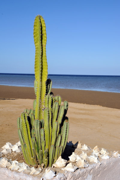 Sudan Red Sea Resort - cactus