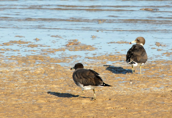 Sooty Gull (Ichthyaetus hemprichii), Sudan-Red Sea