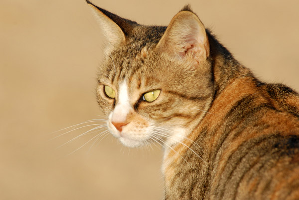 Sudan Red Sea Resort - the resident cat