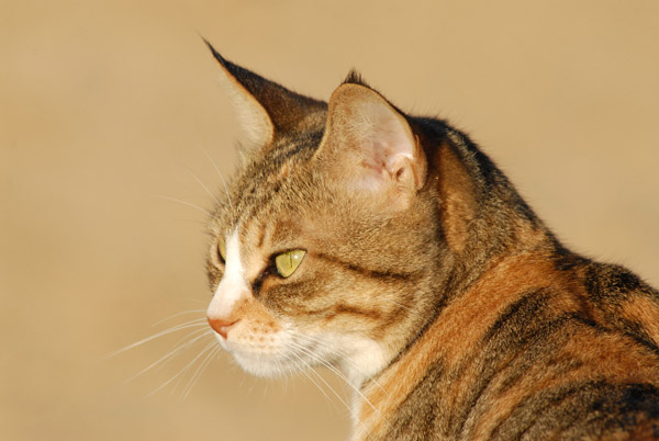 Sudan Red Sea Resort - the resident cat