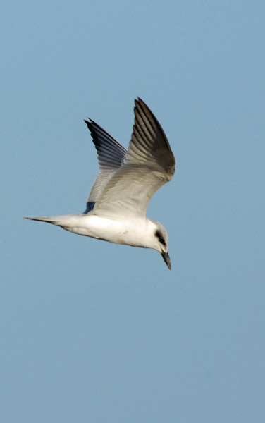 Gull-billed Tern in flight (Gelochelidon nilotica)