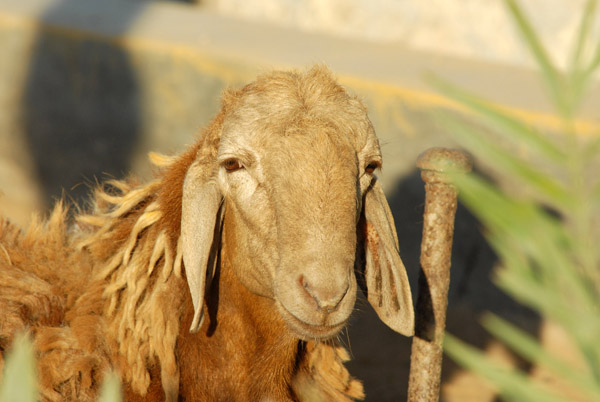 Sudan Red Sea Resort - the resident sheep