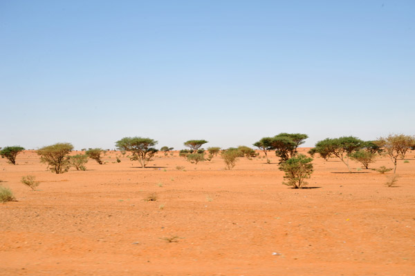 Acacia-studded desert near Mero