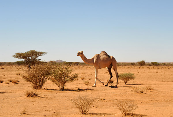 A big camel in the Sudanese desert along the track to Naqa
