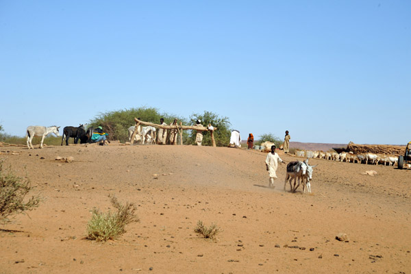 A pair of donkeys pulling a rope to raise the water bucket from the well