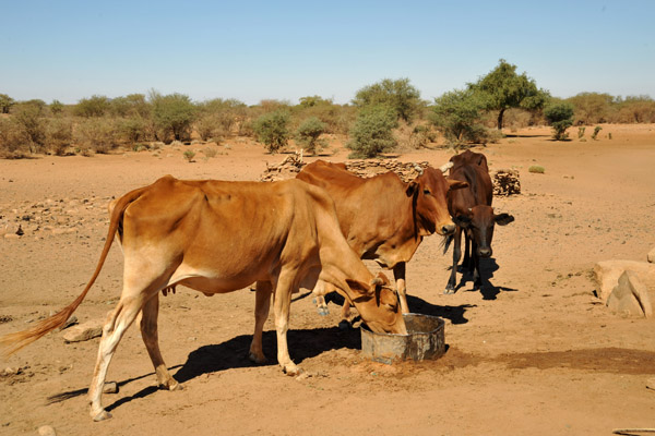 Cows drinking near the well at Naqa