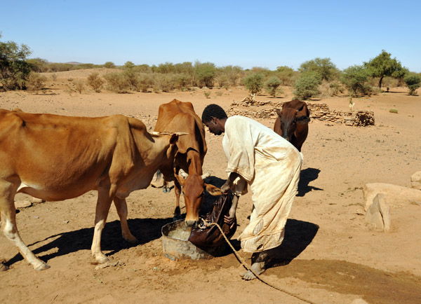 Filling a water trough for the cows