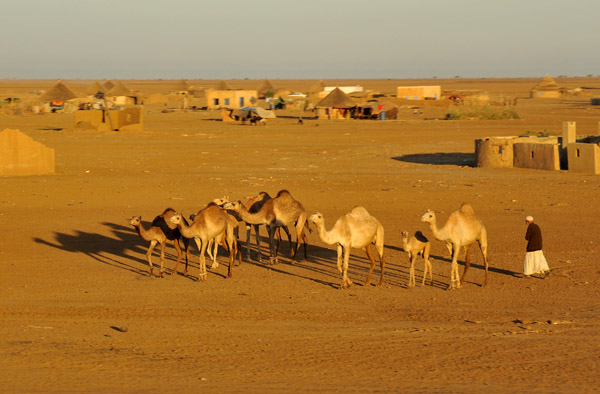 A herd of camels in a village