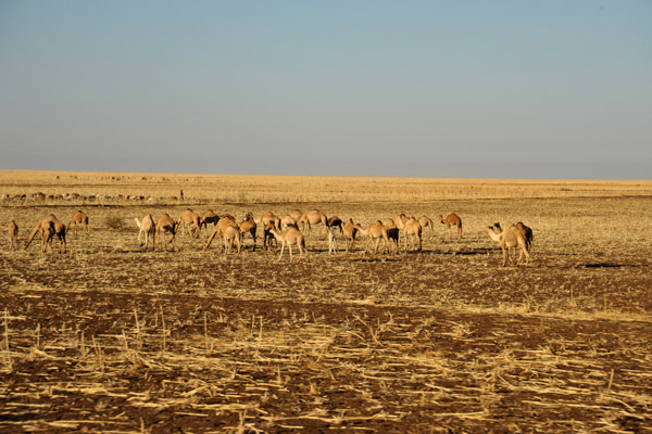 Herd of camels on a stubbly plain