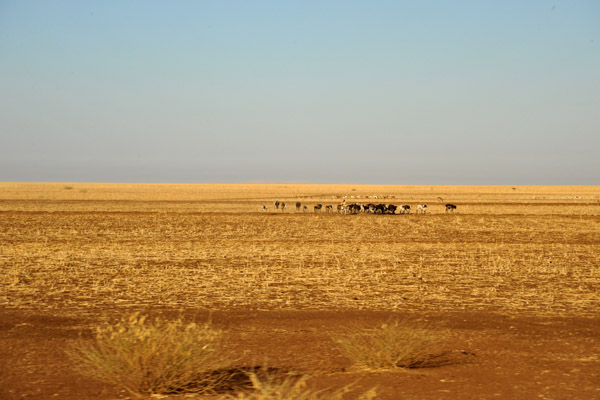 Cattle country of Eastern Sudan near El Gadaref