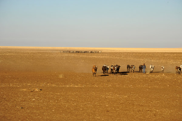 Cattle country of Eastern Sudan near El Gadaref