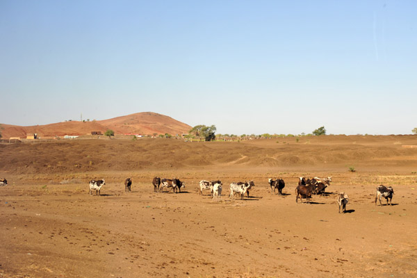 Cattle and small hills near Al Gadarif