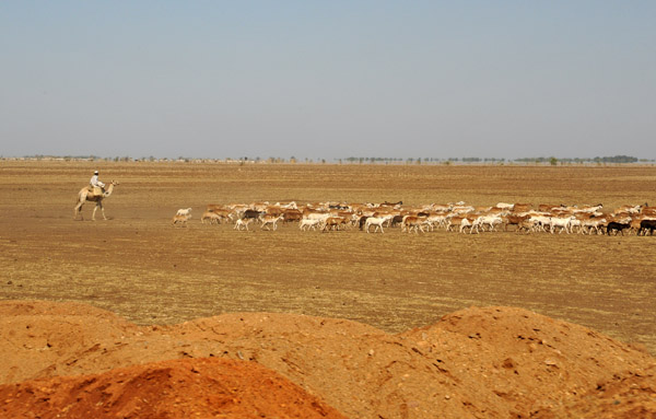 Man on camel herding sheep