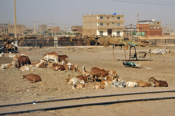 Livestock along the railway in southern Khartoum