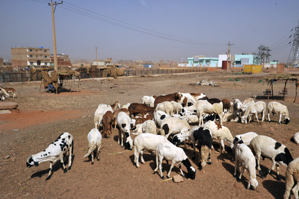 Herd of sheep, southern Khartoum