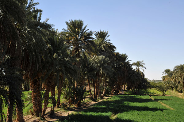 Agriculture and palms outside Atbara