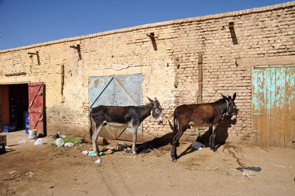 Donkeys, El Damer Market
