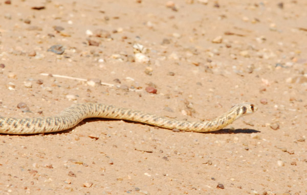 Snake in the Bayuda Desert, Sudan