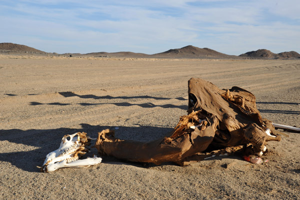 This was the first dead camel we saw, but not the last