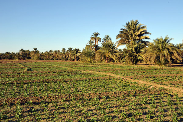 Crops growing along the Nile, Soleb-Nubia