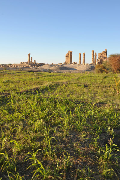 Crops growing next to the Temple of Soleb