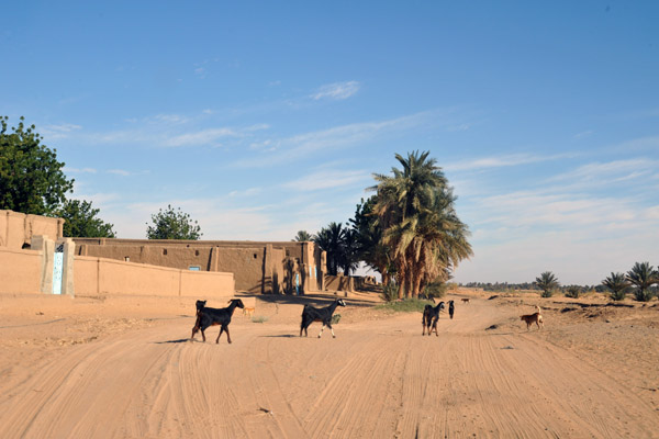 Goats in the road of a west bank Nubian village