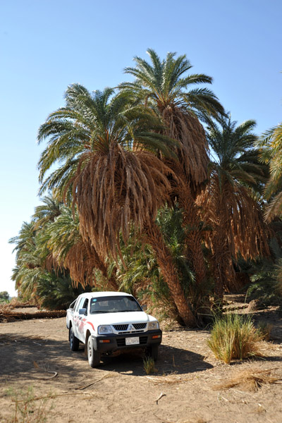 Parked under palm trees