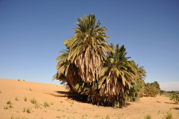 Palm trees along the Nile - a small buffer against the desert
