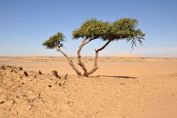 A hardy desert tree