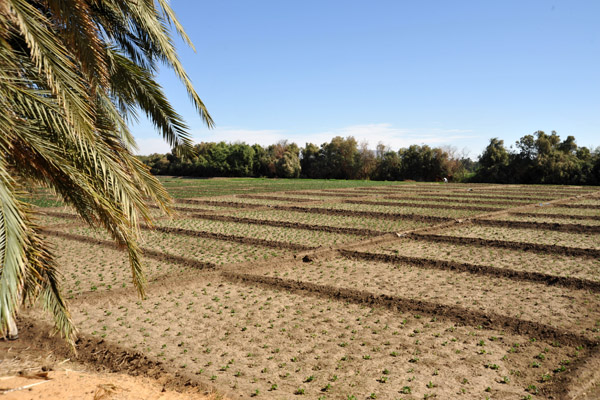 Fields divided into small patches for irrigation
